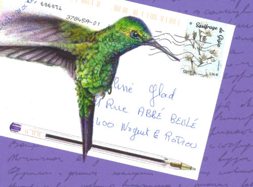 colibri-violet