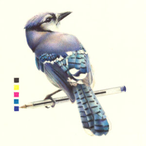 oiseau aux stylos Bic
