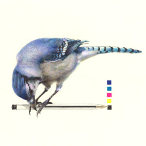 Geai bleu dessiné aux stylos Bic, dessin de Céline Glad