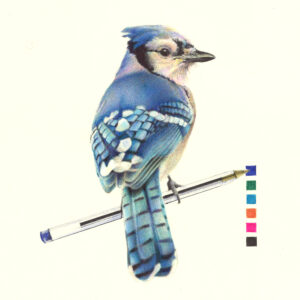 oiseau aux stylos Bic