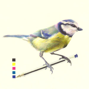 mésange bleue, dessin au Bic par Céline GLAD