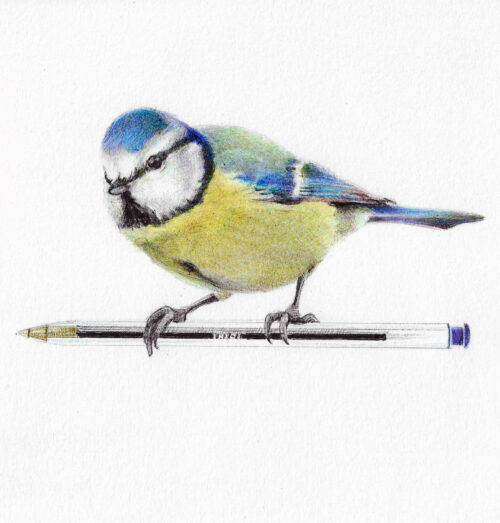 oiseau-sur-stylo-bic