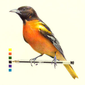 Oriole de Baltimore dessinée aux stylos Bic couleurs