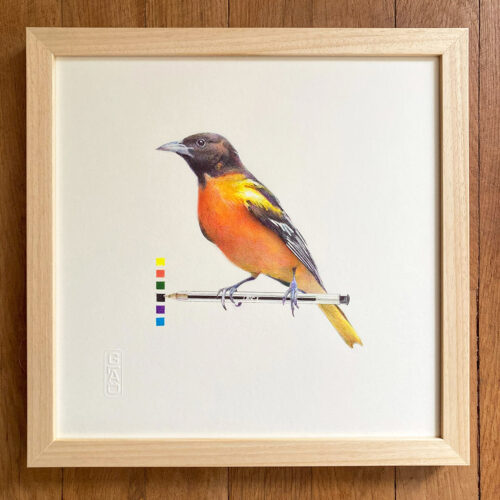 oriole-de-baltimore-cadre