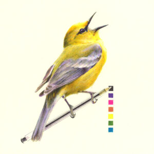 paruline dessinée aux stylos Bic couleurs par l'artiste Céline GLAD