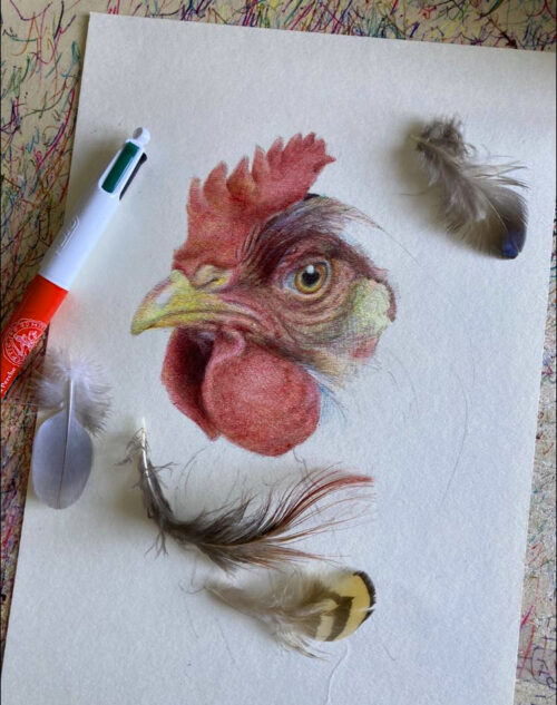 portrait-poule-au-bic