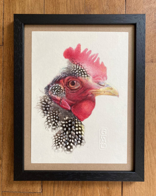 poule-plume-pintade