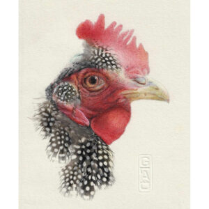 portrait de poule au stylo et plumes de pintade