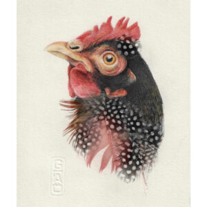 portrait de poule au stylo et plumes naturelles