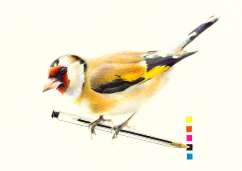 pt-chardonneret