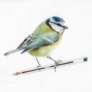 oiseau aux stylos Bic